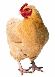 Homestead Poultry Feeds: Antibiotic and Animal Protein-Free Food Image